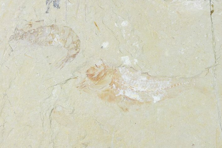 Cretaceous Fossil Fish (Sedenhorstia) and Shrimp - Lebanon #162849